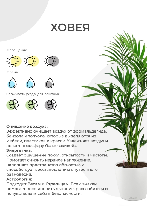 Ховея Кентия 27/160 см в CUBE 30