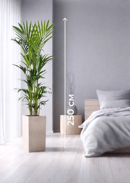 Ховея Кентия 31/220 см в CANTO STONE HIGHT 40 Ховея Кентия 31/220 см в CANTO STONE HIGHT 40
