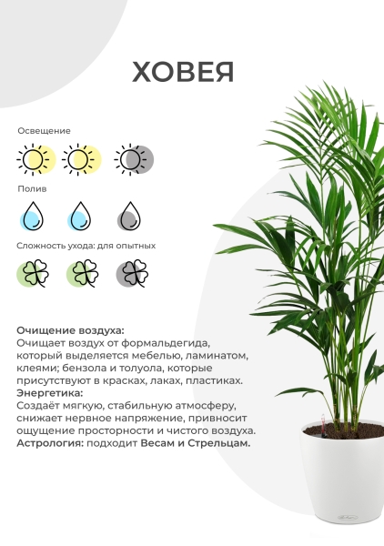 Ховея Кентия 31/220 см в CLASSICO LS 43
