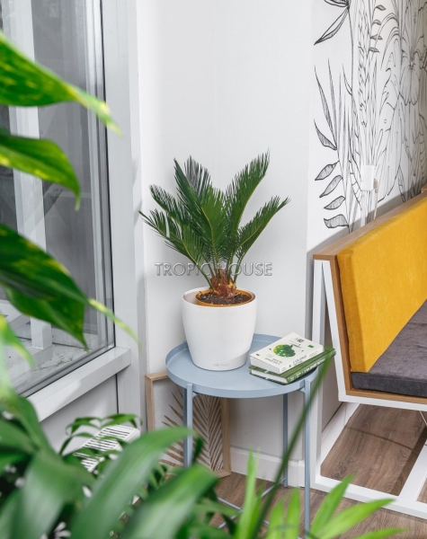 Цикас в CLASSICO COLOR 21 Цикас в CLASSICO COLOR 21