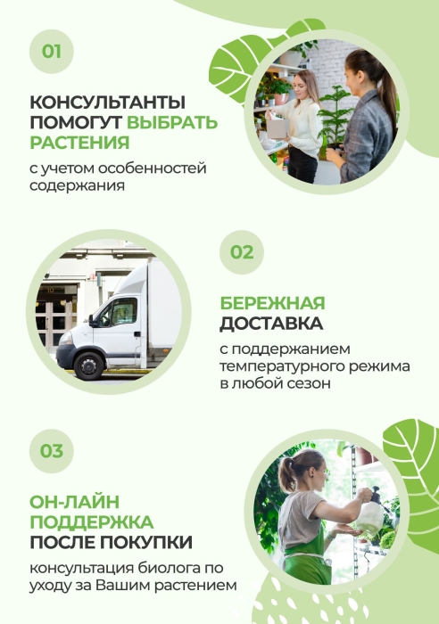 Цикас в OJO