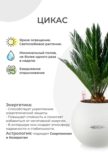 Цикас Революта 14/60 см в CLASSICO 18 Цикас Революта 14/60 см в CLASSICO 18
