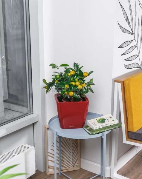 Цитрус в QUADRO LS 21 Цитрус в QUADRO LS 21