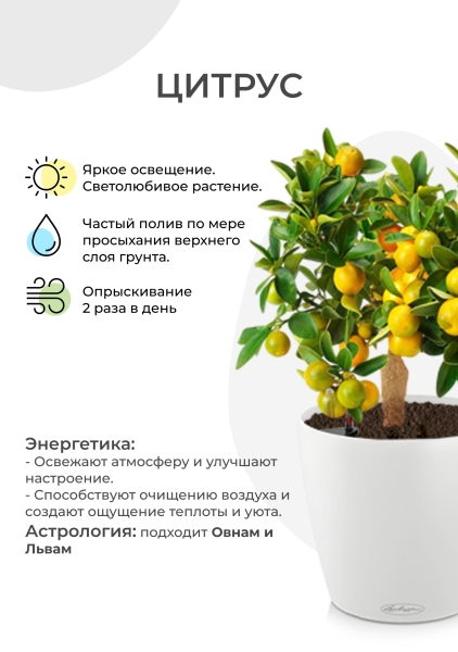 Цитрус Каламондин в CLASSICO Color 21 Цитрус Каламондин в CLASSICO Color 21