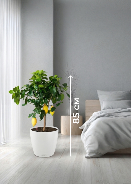 Цитрус Лимон 21/80 см в CLASSICO COLOR 28