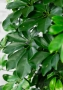 Шеффлера Компакта бранч 40/140 см в CLASSICO COLOR 43