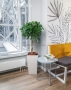 Шеффлера Косичка в CUBICO 30 Шеффлера Косичка в CUBICO 30