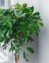 Шеффлера Косичка в CUBICO 30 Шеффлера Косичка в CUBICO 30