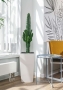 Эуфорбия Ингенс в CUBICO 30 Эуфорбия Ингенс в CUBICO 30