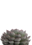 Эхеверия микс 10 см в OJO