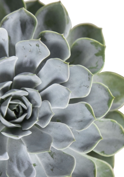 Эхеверия цветная в CANTO Stone 14 Эхеверия цветная в CANTO Stone 14
