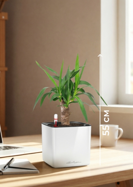 Юкка 1 ствол 12/55 см в CUBE GLOSSY 14 Юкка 1 ствол 12/55 см в CUBE GLOSSY 14