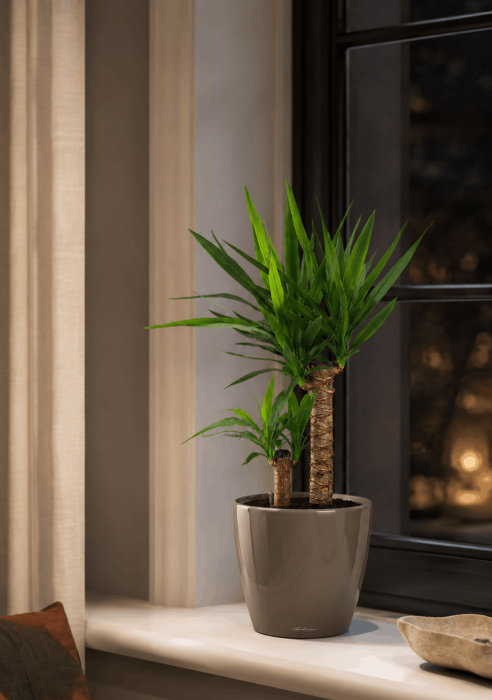 Юкка в CLASSICO LS 21 Юкка в CLASSICO LS 21