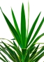 Юкка Пак в CLASSICO COLOR 35 Юкка Пак в CLASSICO COLOR 35