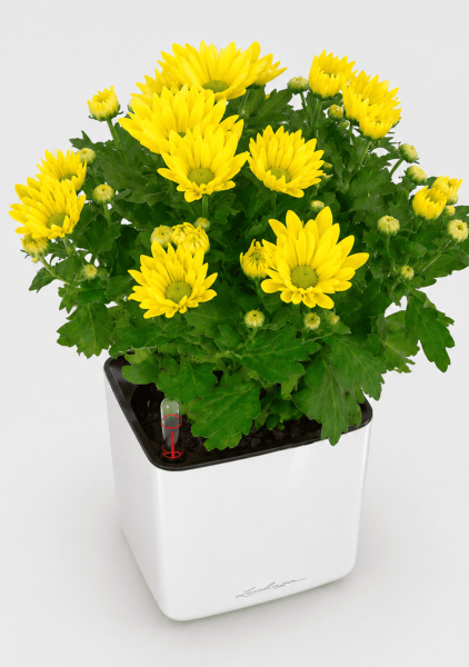 Хризантема микс 12/30 см в CUBE GLOSSY 14 Хризантема микс 12/30 см в CUBE GLOSSY 14