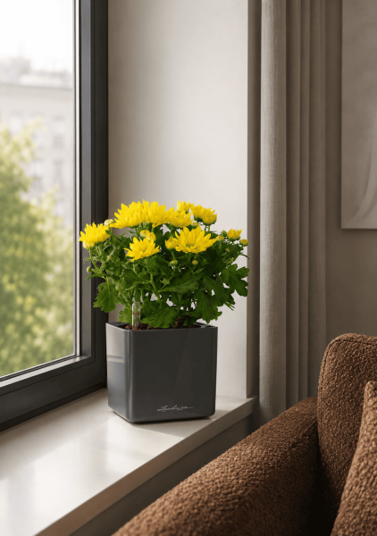 Хризантема микс 12/30 см в CUBE GLOSSY 14 Хризантема микс 12/30 см в CUBE GLOSSY 14