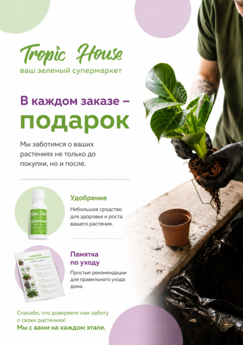 Стрелиция Николай 40/220 см