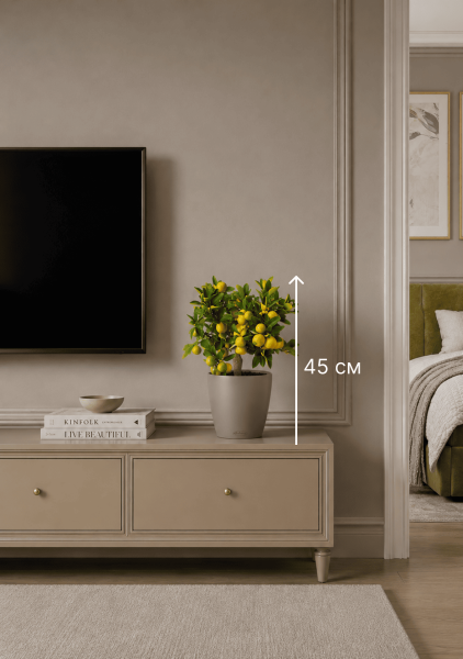 Цитрус Каламондин в CLASSICO Color 21 Цитрус Каламондин в CLASSICO Color 21