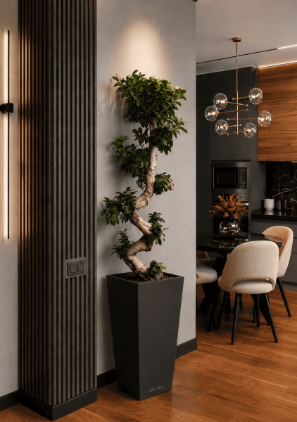 Фикус Микрокарпа Гинсенг 40/130 см в CUBICO 50 Фикус Микрокарпа Гинсенг 40/130 см в CUBICO 50