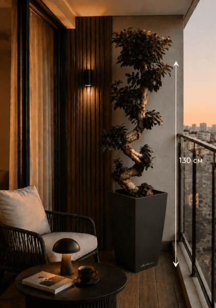 Фикус Микрокарпа Гинсенг 40/130 см в CUBICO 50 Фикус Микрокарпа Гинсенг 40/130 см в CUBICO 50