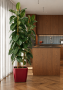Фикус Эластика Робуста 3 ствола 40/220 см