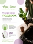 Фикус Эластика Робуста 3 ствола 27/90 см