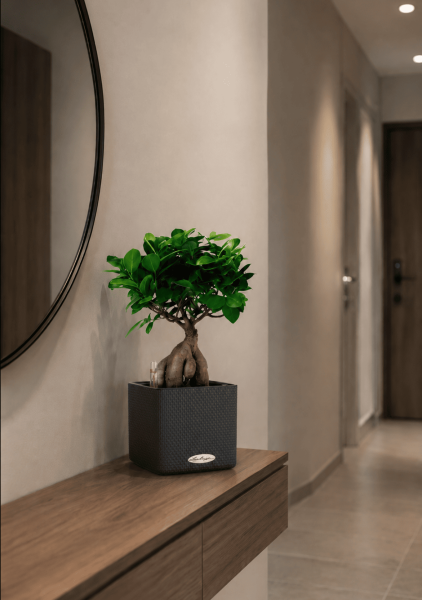 Фикус Микрокарпа 12/30 см в CUBE Color 14