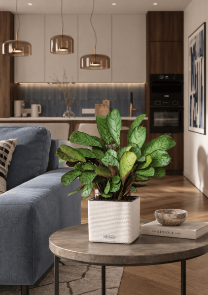 Ктенанта Амагрис в CUBE COLOR 14 Ктенанта Амагрис в CUBE COLOR 14