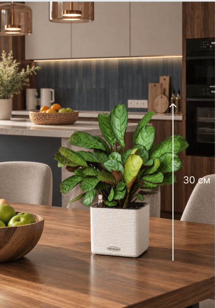 Ктенанта Амагрис в CUBE COLOR 14 Ктенанта Амагрис в CUBE COLOR 14