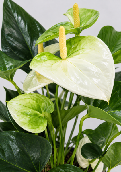 Антуриум Намора 12/35 см Антуриум Намора 12/35 см