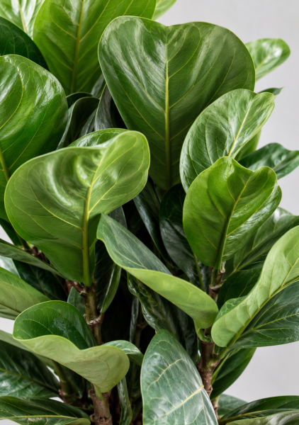 Фикус Лирата 13/40 см Фикус Лирата 13/40 см
