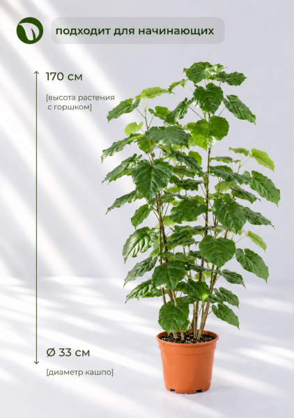Фикус Сердце 33/170 см Фикус Сердце 33/170 см